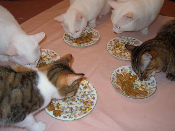 5匹猫食事中