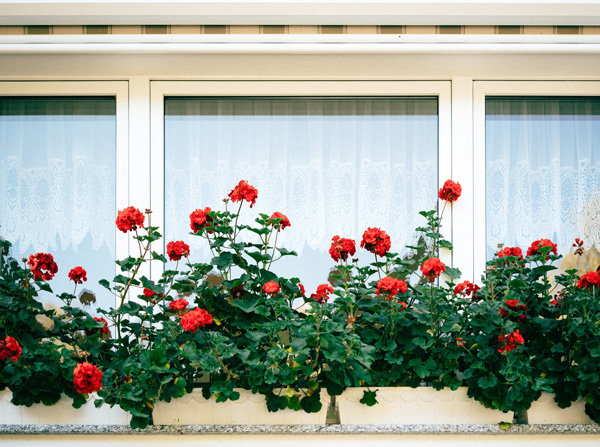 窓辺の赤い花