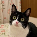 黒白ハチワレ女王