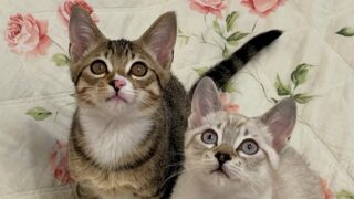 猫の手作り生肉フード湘南（別サイト）